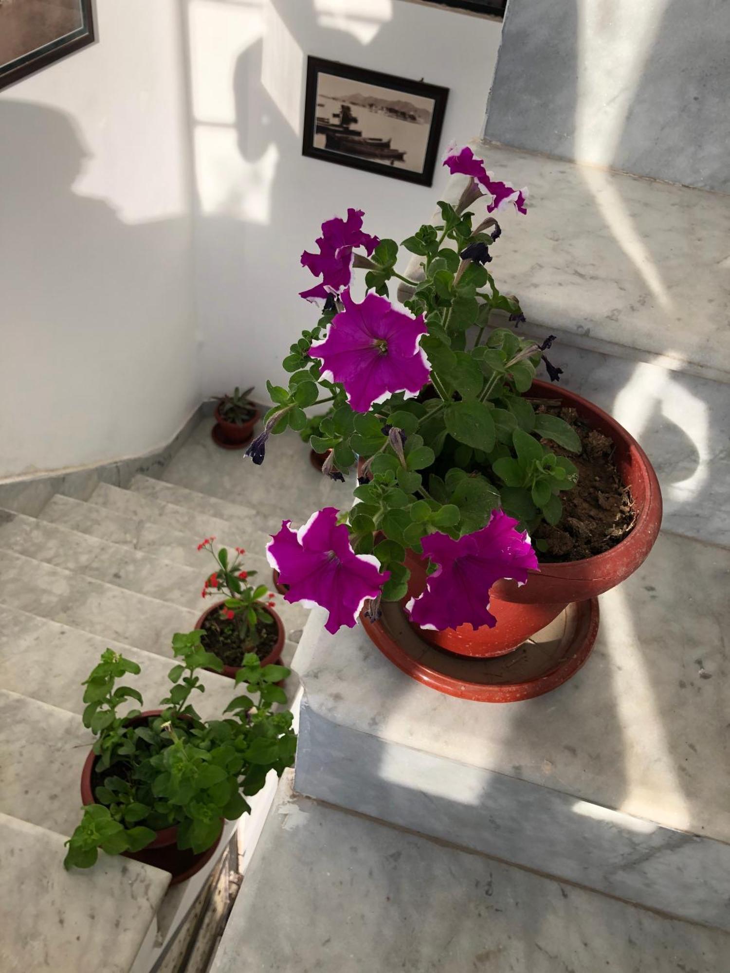 Hotel Nirvana Lakeside Udaipur Exterior foto